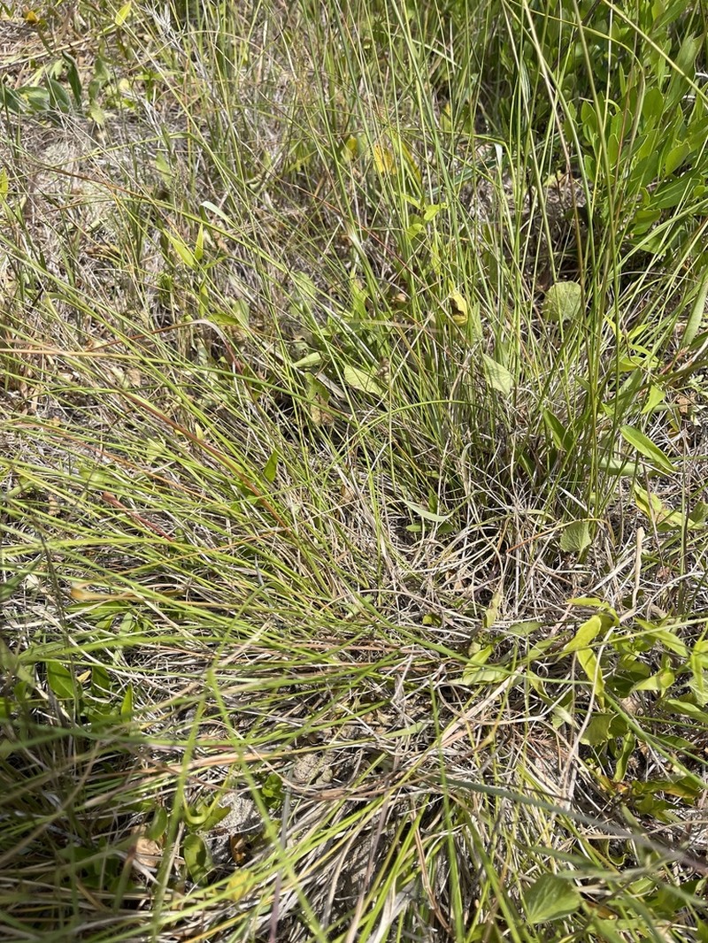 Wireleaf Dropseed