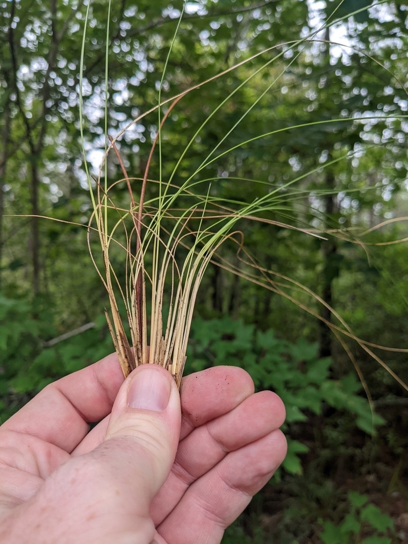 Wireleaf Dropseed photo 2