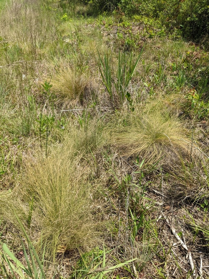 Wireleaf Dropseed photo 3