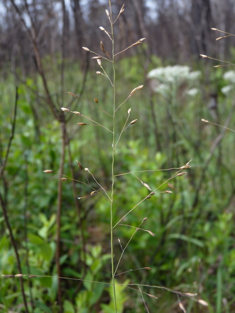 Wireleaf Dropseed photo 4