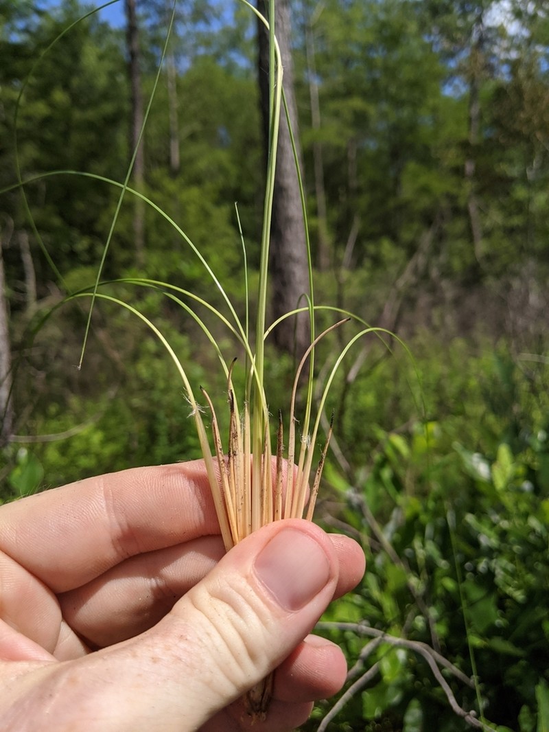 Wireleaf Dropseed photo 5