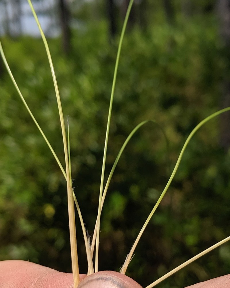 Wireleaf Dropseed photo 6