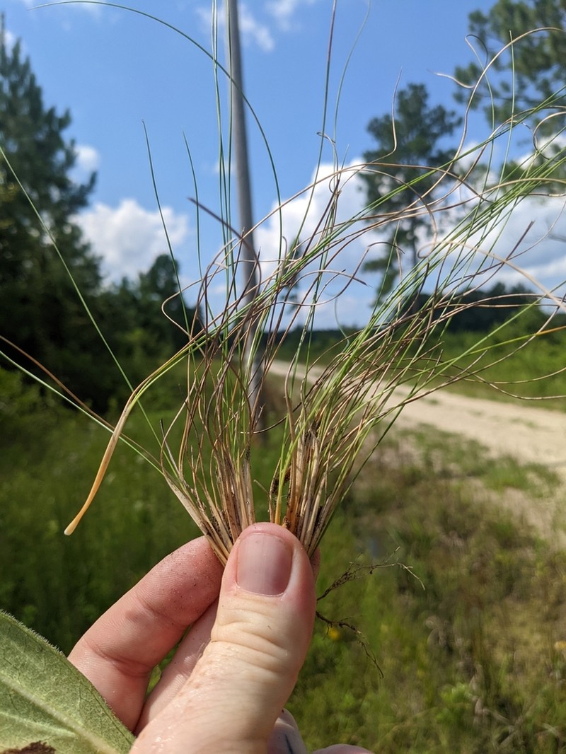 Wireleaf Dropseed photo 7