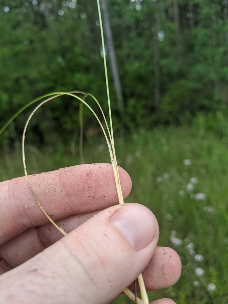 Wireleaf Dropseed photo 8