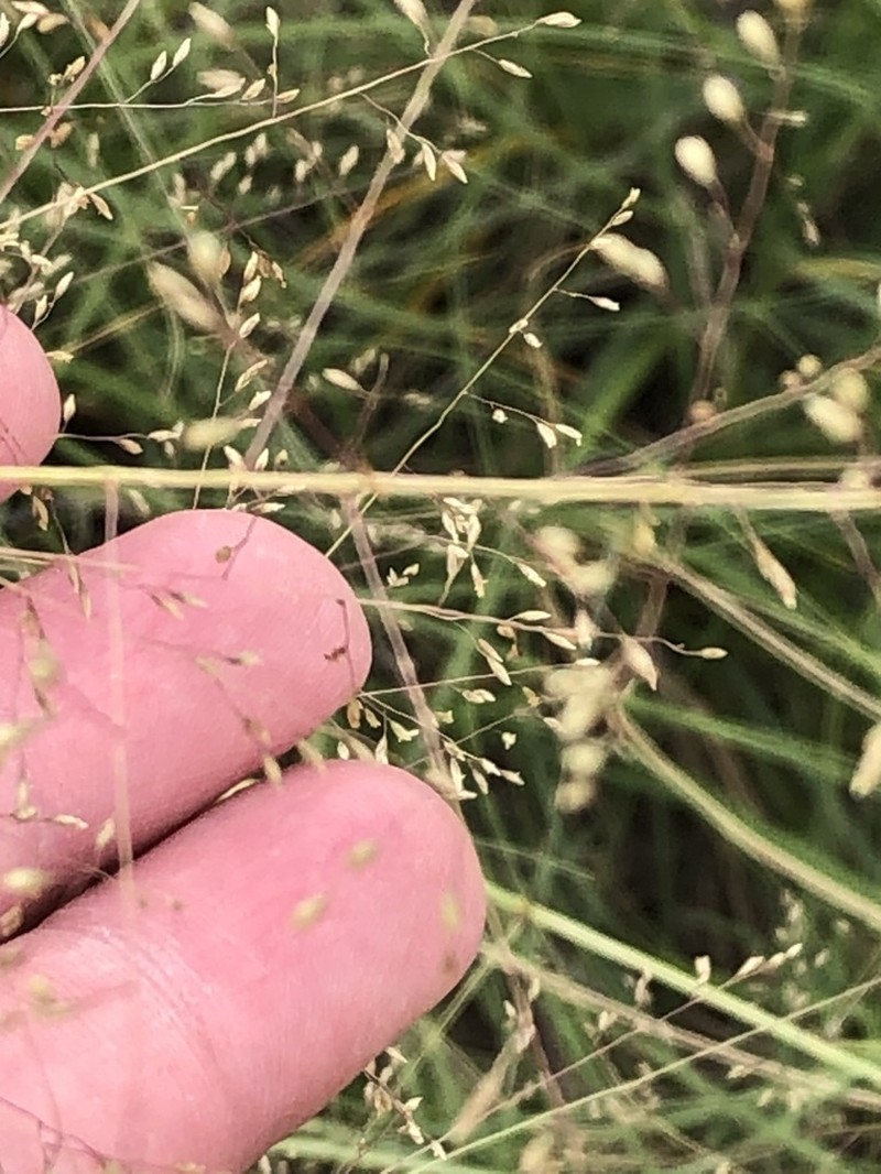 Texas Dropseed photo 3