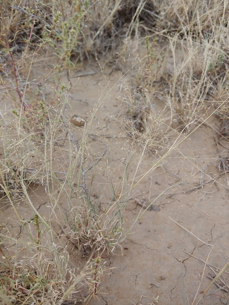 Texas Dropseed photo 4