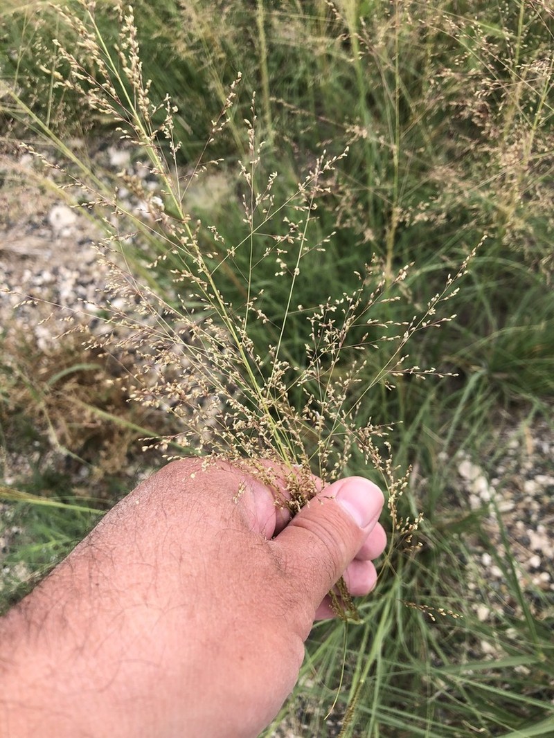 Texas Dropseed photo 5