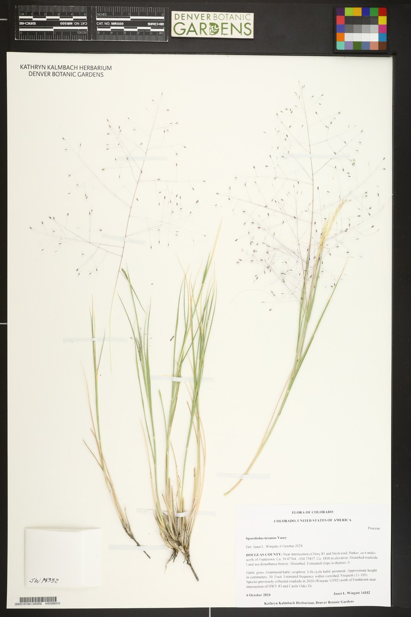 Texas Dropseed photo 7