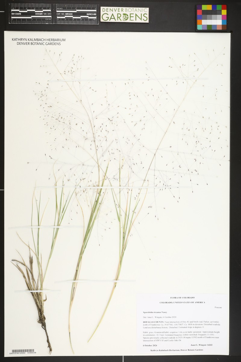 Texas Dropseed photo 8