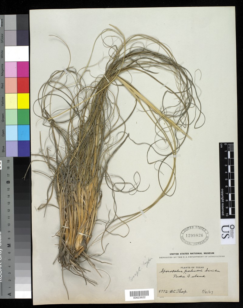 Tharp's Dropseed