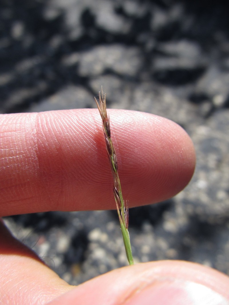 Poverty Dropseed photo 2