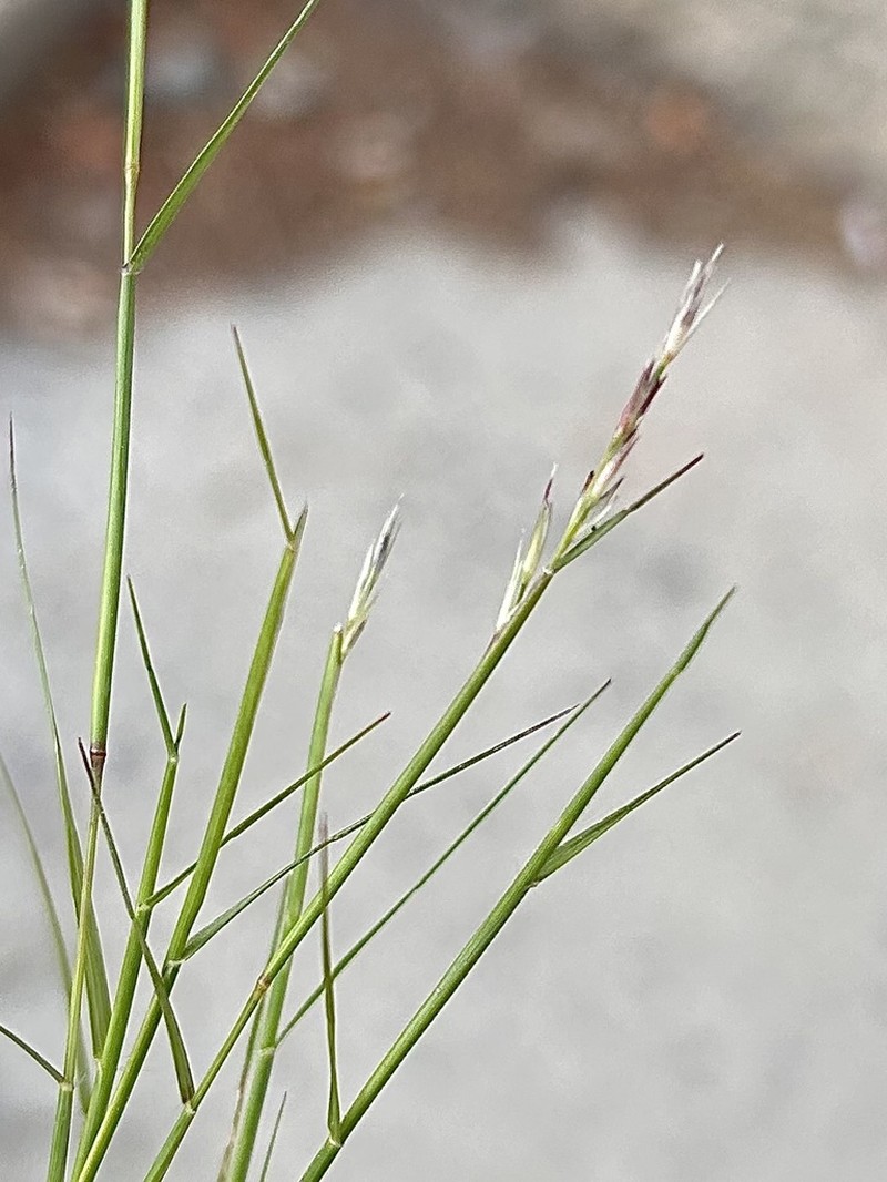 Poverty Dropseed photo 3