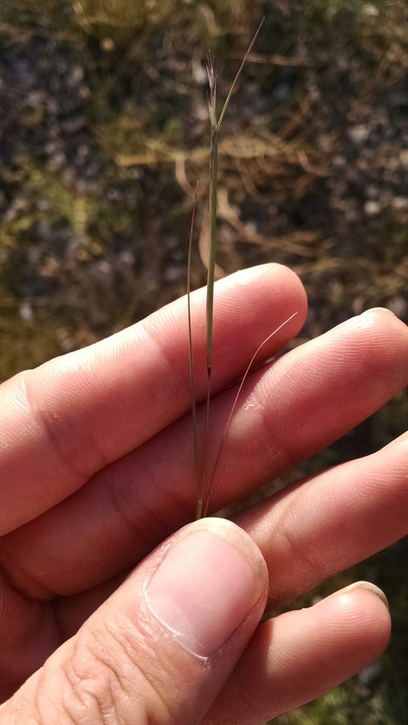 Poverty Dropseed photo 4