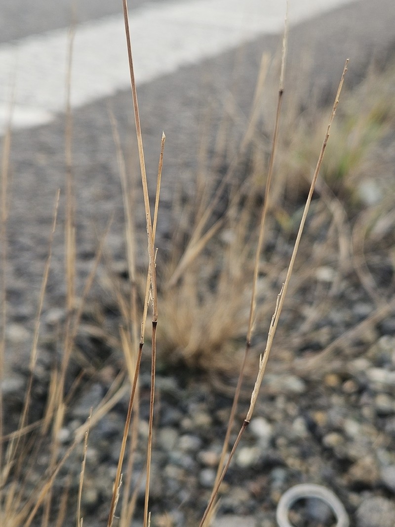 Poverty Dropseed photo 5