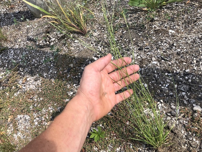 Poverty Dropseed photo 6