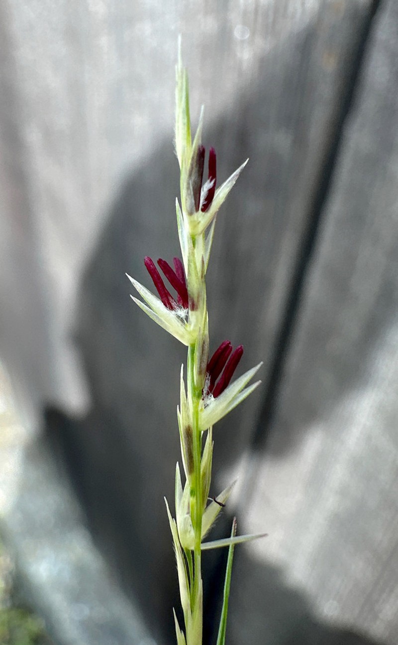 Poverty Dropseed photo 7