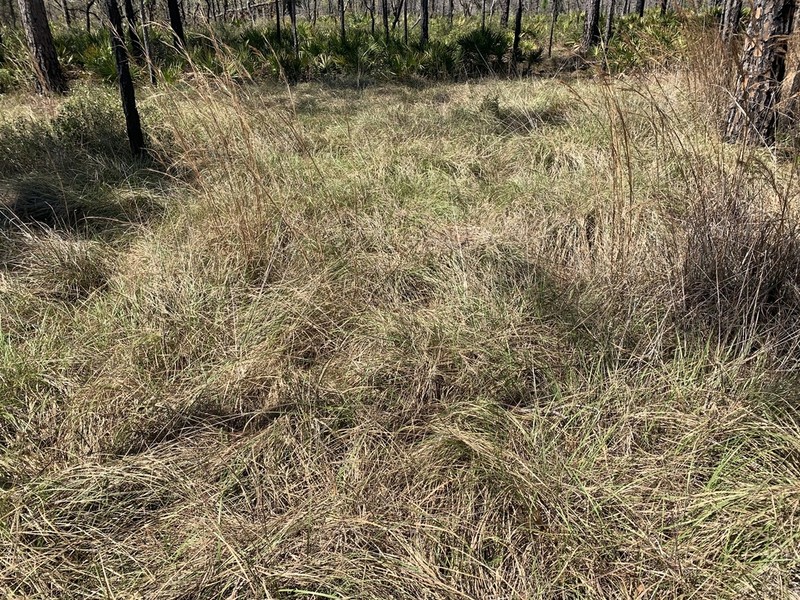 Florida Sandreed