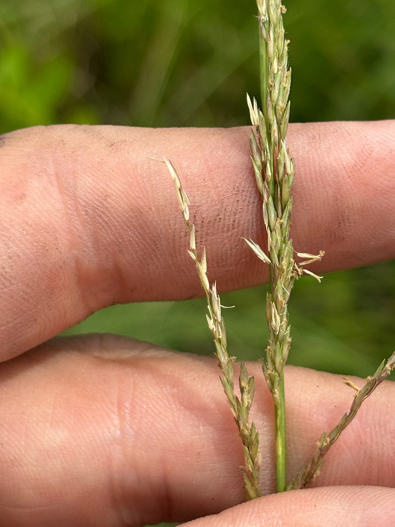 Florida Sandreed photo 2