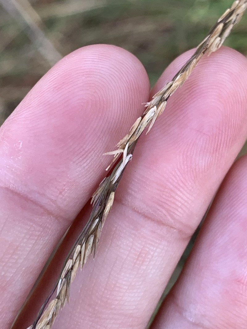 Florida Sandreed photo 3