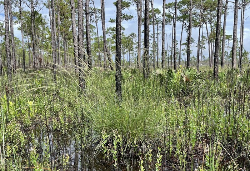 Florida Sandreed photo 4