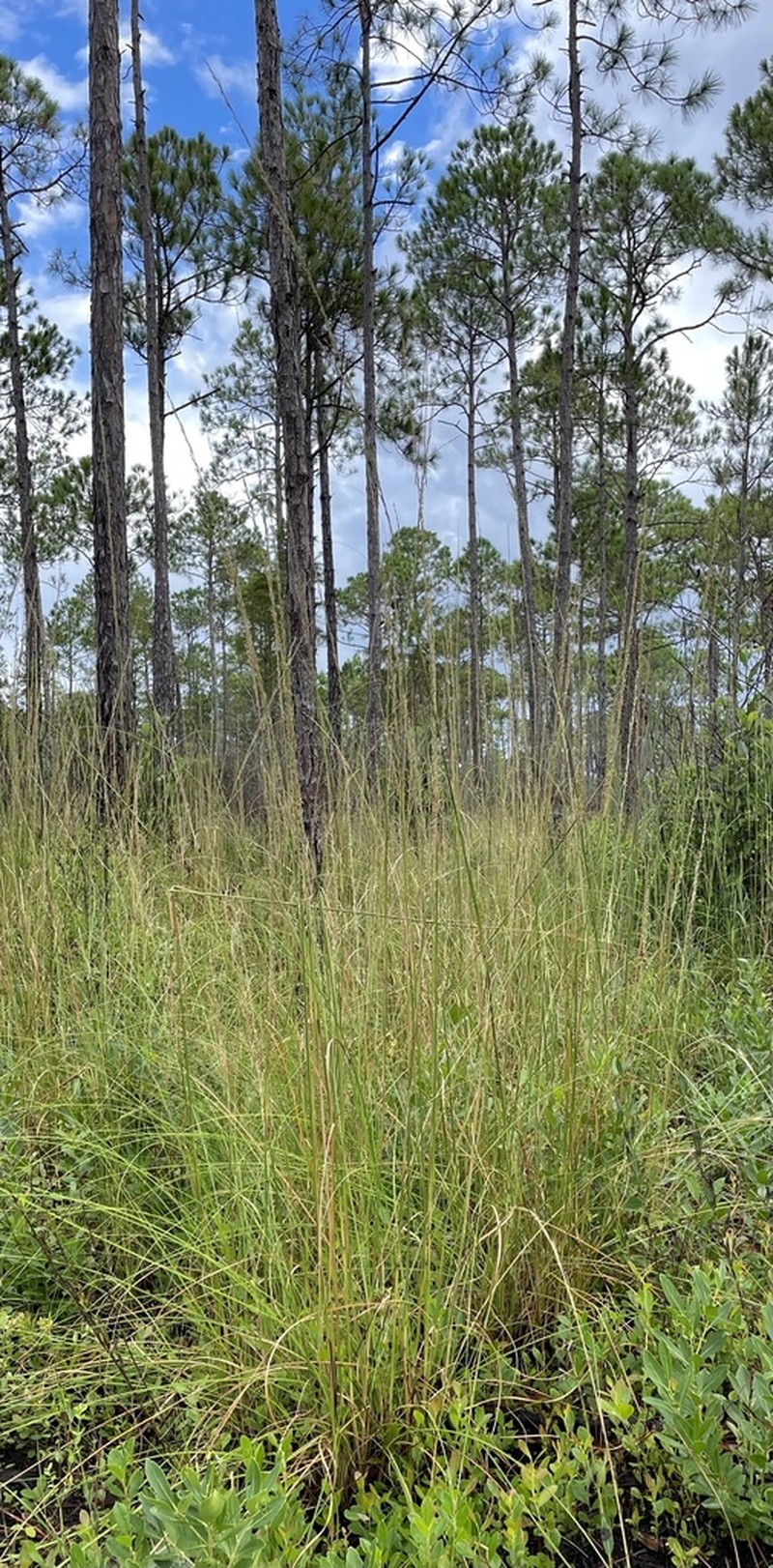 Florida Sandreed photo 5