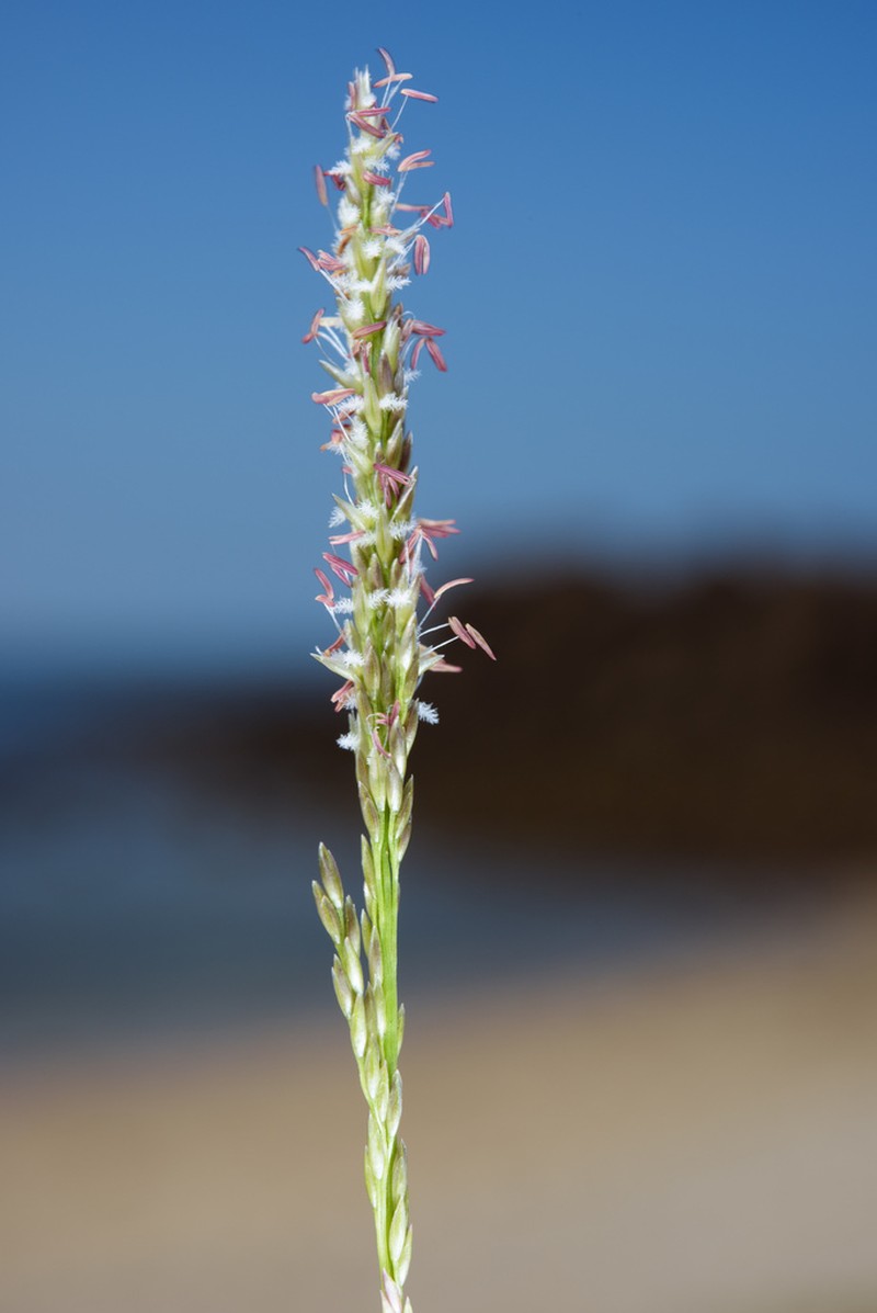 Seashore Dropseed photo 3