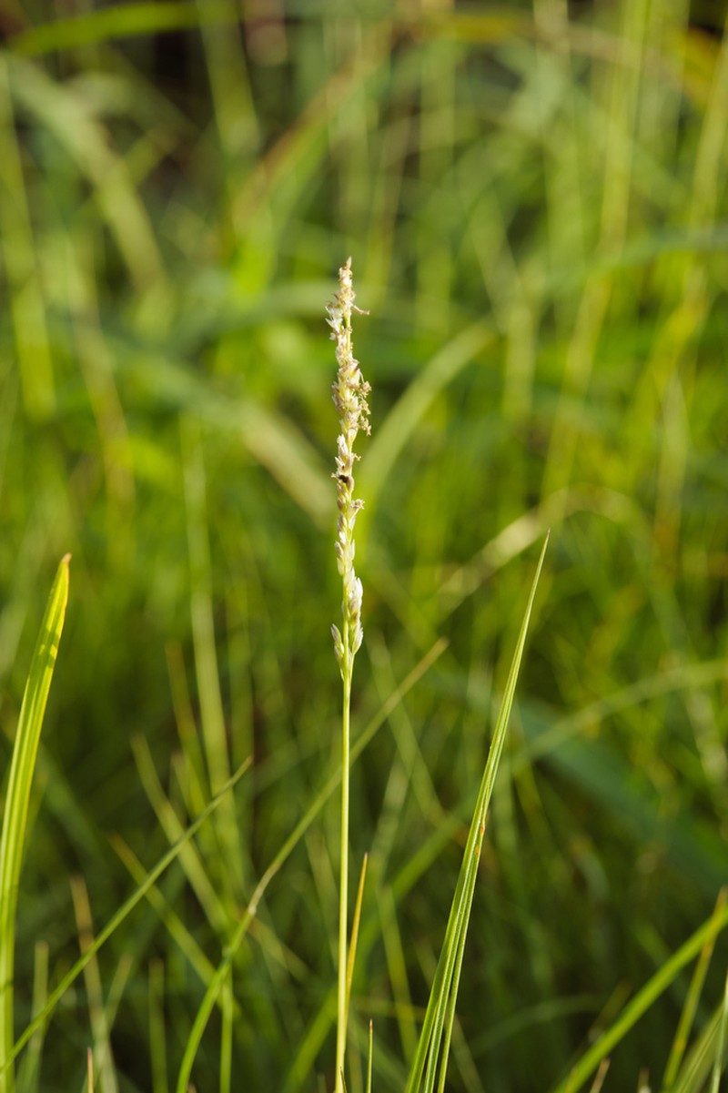 Seashore Dropseed photo 4