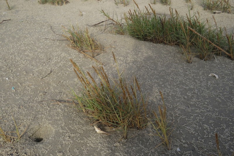 Seashore Dropseed photo 5