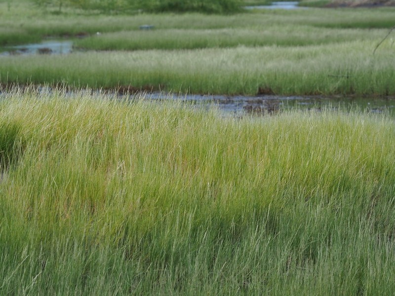 Seashore Dropseed photo 6