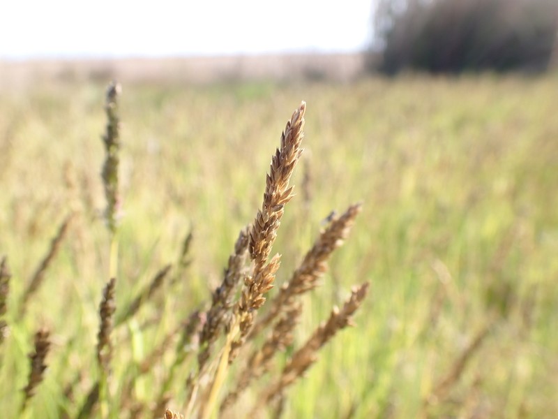Seashore Dropseed photo 7