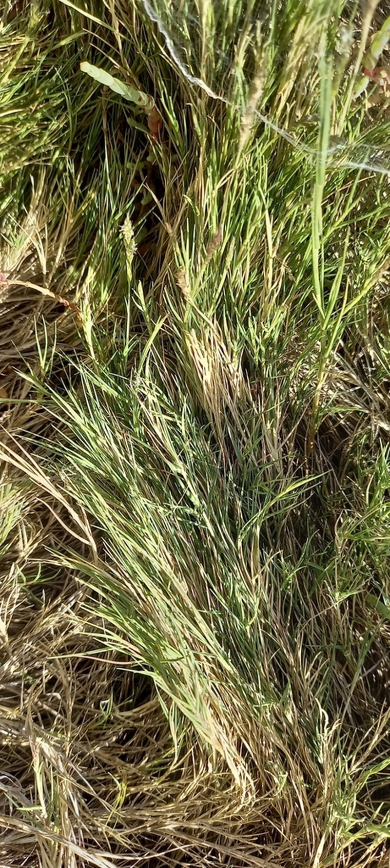 Seashore Dropseed photo 8