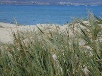 Seashore Dropseed