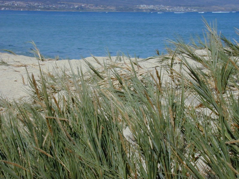 Seashore Dropseed