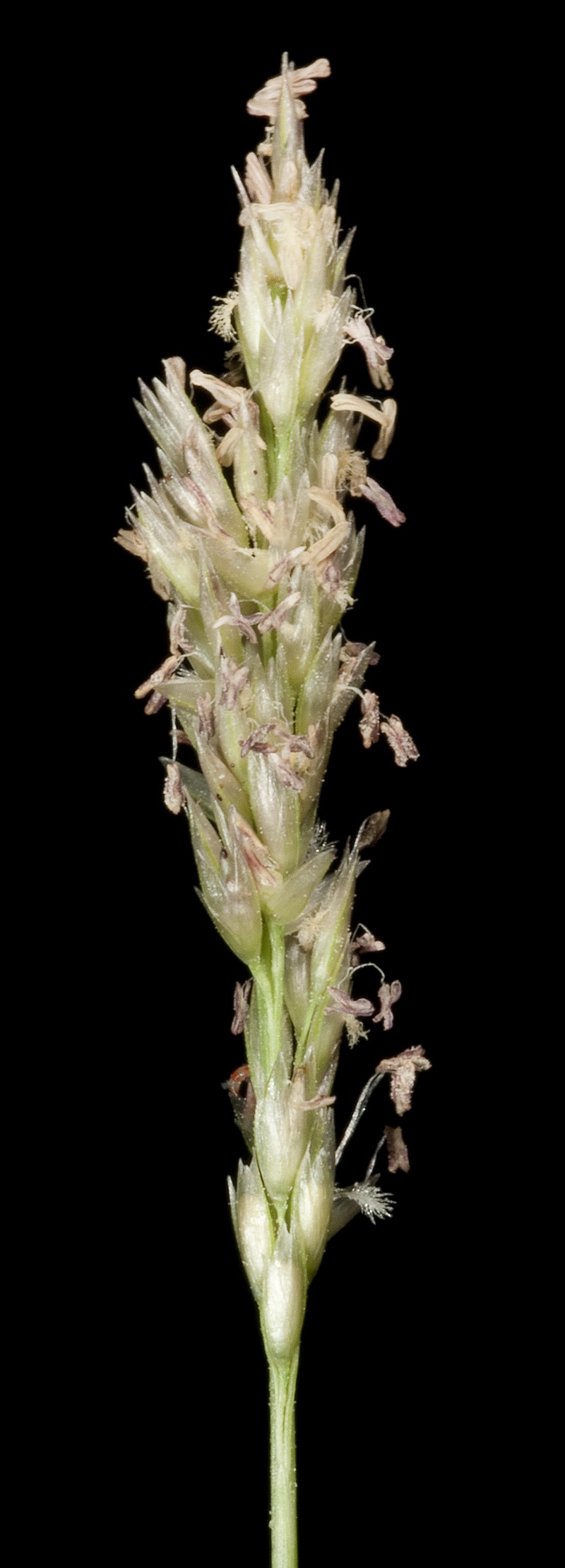 Seashore Dropseed photo 2