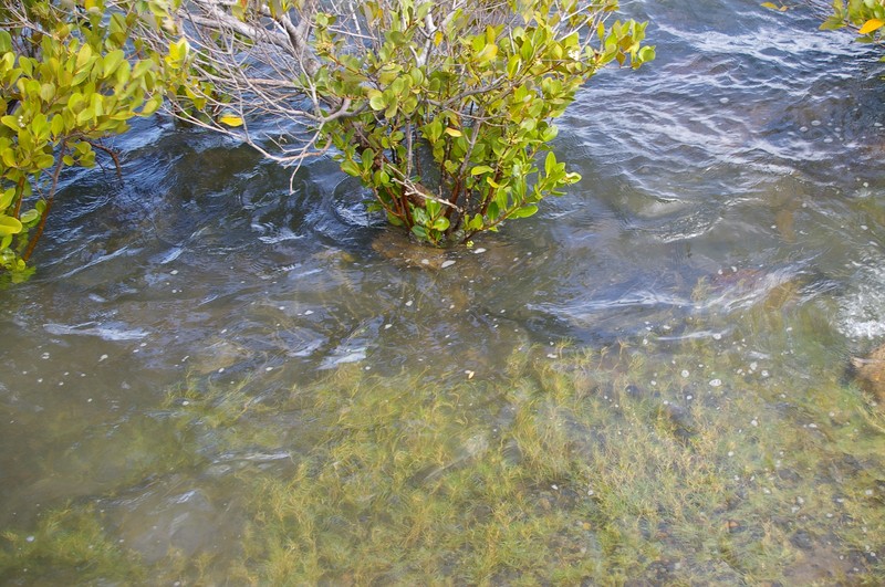 Seashore Dropseed photo 3
