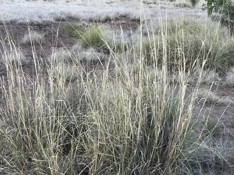Big Sacaton photo 2
