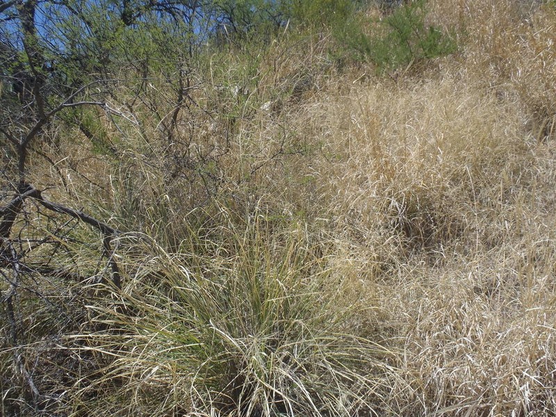 Big Sacaton photo 3