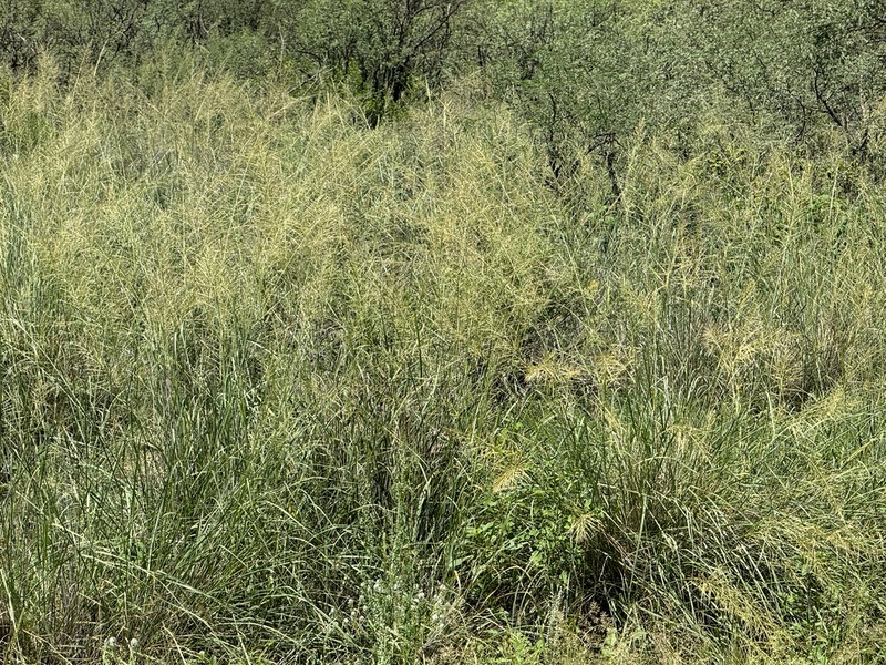 Big Sacaton photo 4