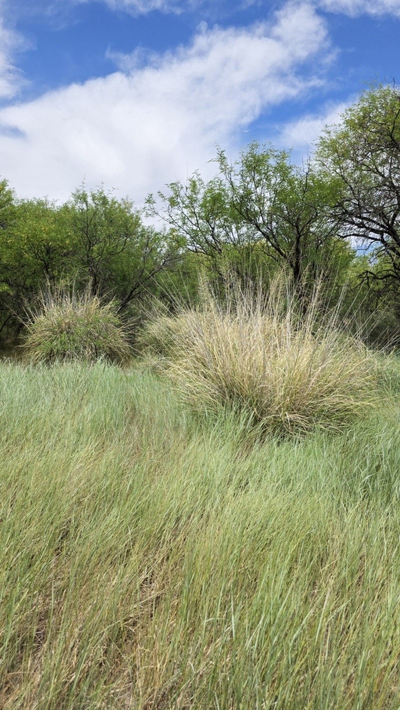 Big Sacaton photo 5