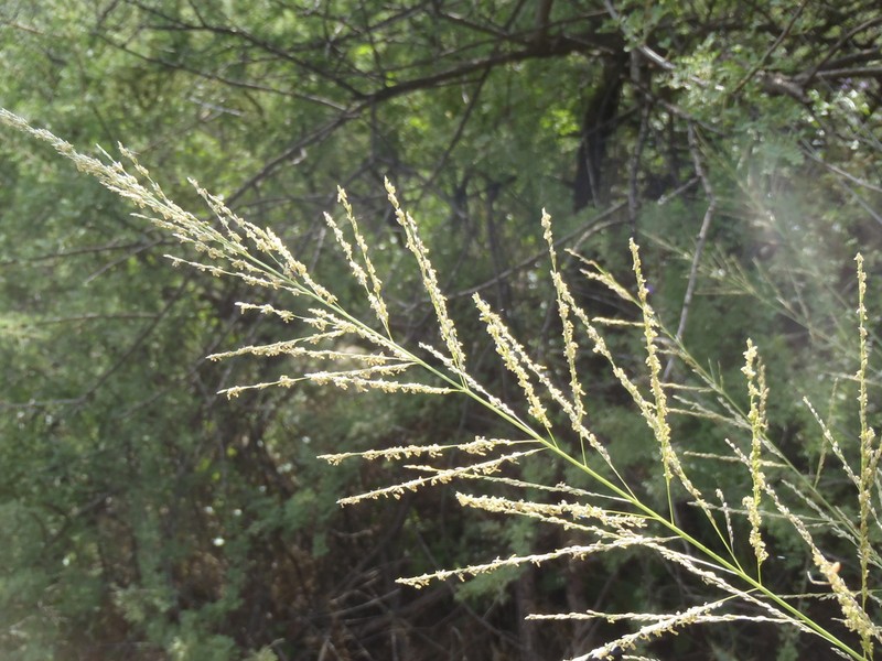 Big Sacaton photo 6