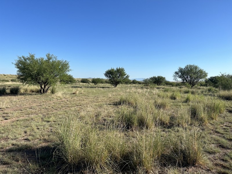 Big Sacaton photo 7