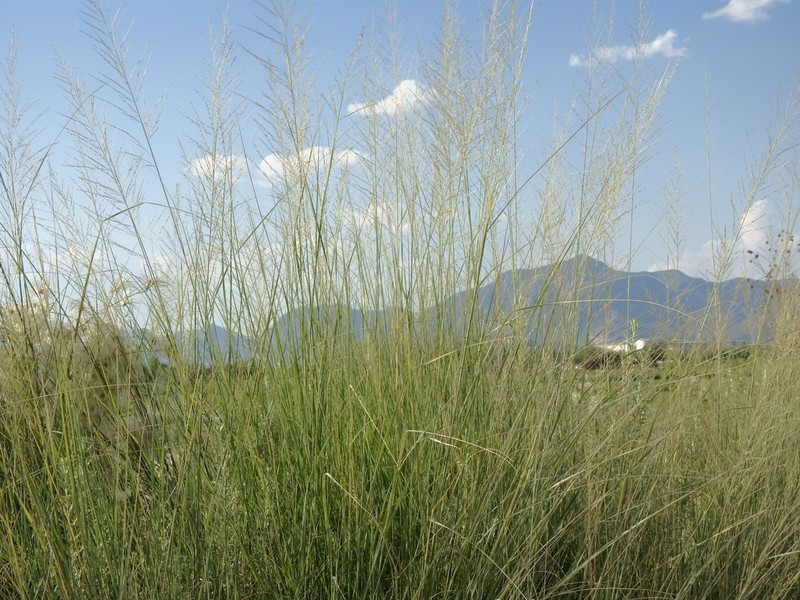 Big Sacaton photo 8