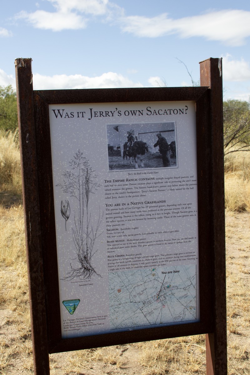 Big Sacaton photo 4