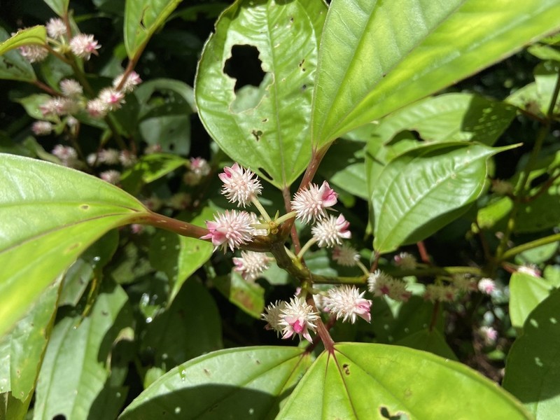 Sporoxeia vietnamensis