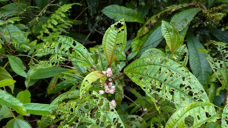 Sporoxeia vietnamensis photo 2