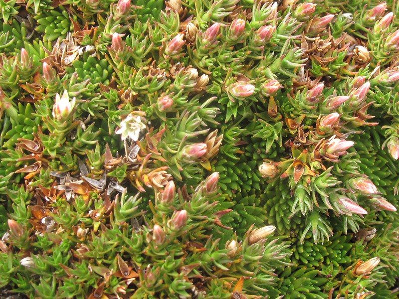 Sprengelia minima