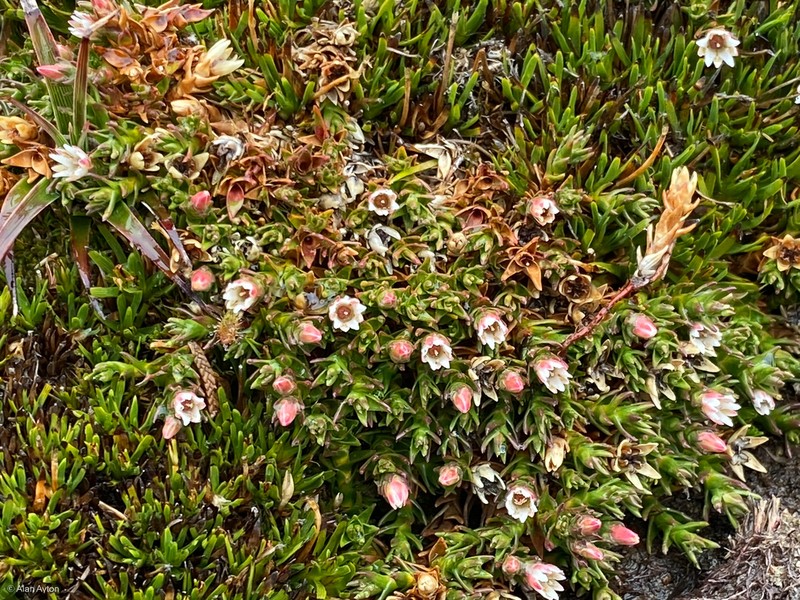 Sprengelia minima photo 2