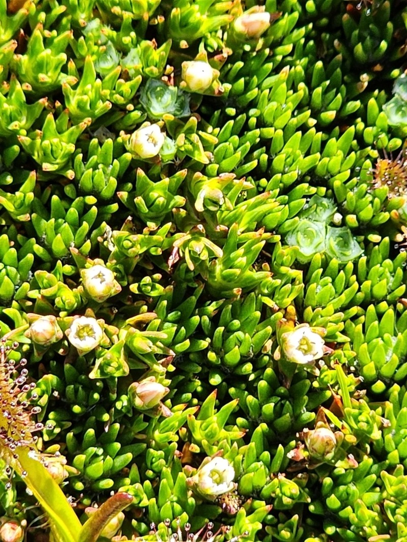 Sprengelia minima photo 3