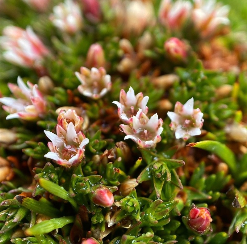 Sprengelia minima photo 4