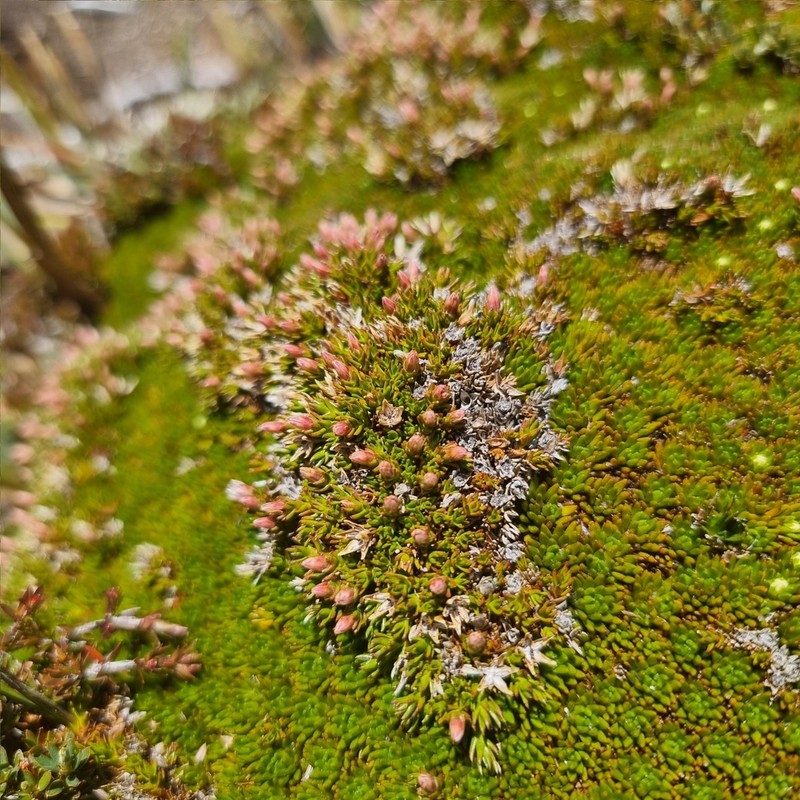Sprengelia minima photo 5